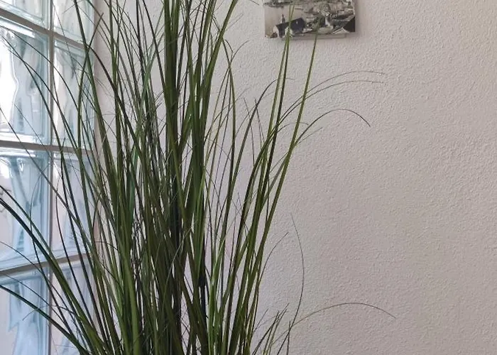 Campo * שיבניק