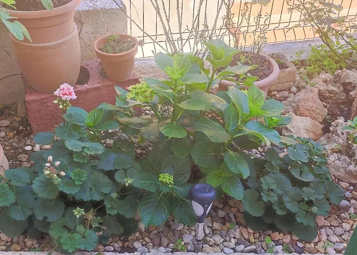 Campo * שיבניק